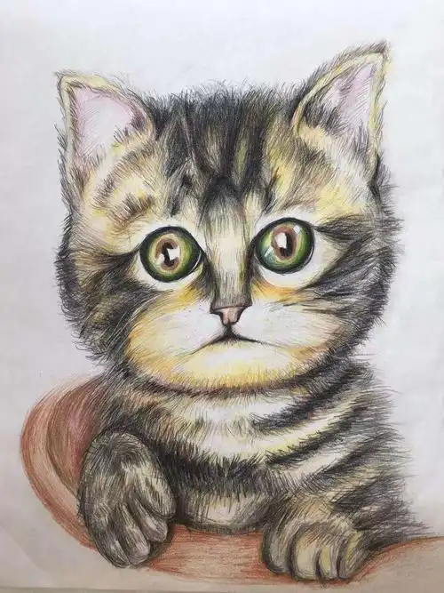 彩铅素描一一可爱的猫咪.