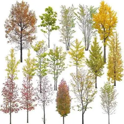 素材立面断面树林ps素材大乔木psd素材立面透视无叶树psd素材分层常绿