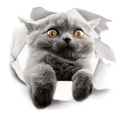 创意3d立体猫咪墙贴纸抖音同款客厅卧室房间装饰宿舍自粘贴画壁纸