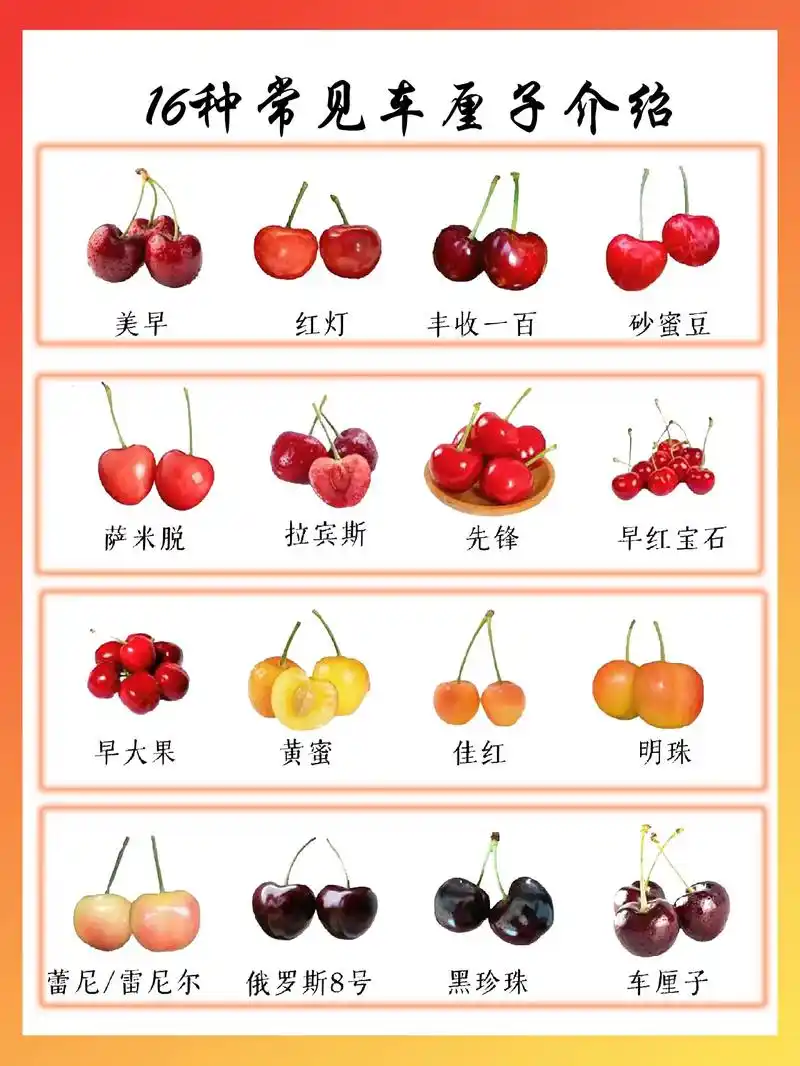 常见樱桃品种,那种樱桃更适合你!如何买到有新鲜有好吃的樱桃 - 抖音