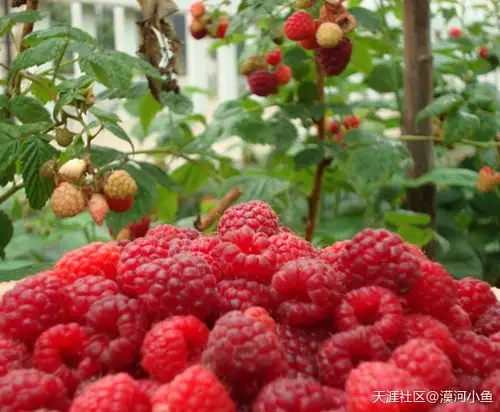 大兴安岭的野果