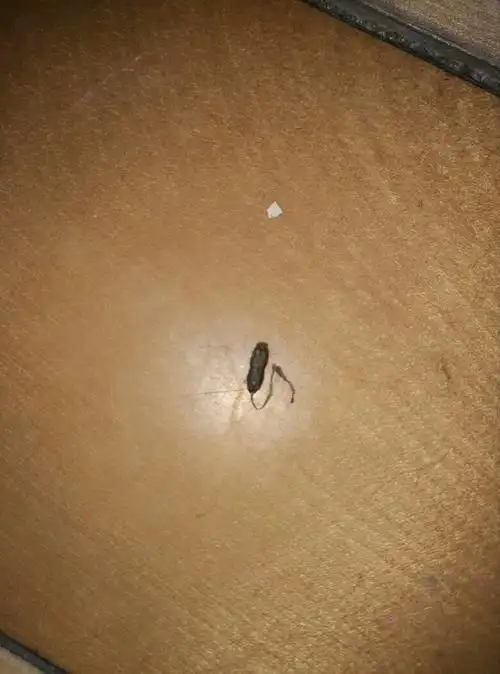 请问这是什么时候的老鼠屎?很硬很干