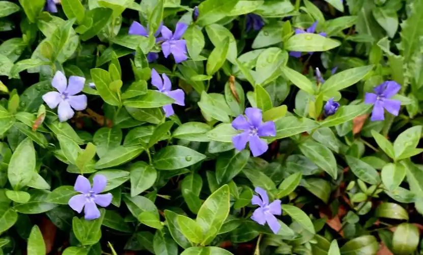 别名:对叶常春藤,花叶常春藤,爬藤黄杨,花叶长春蔓英文:bigleaf