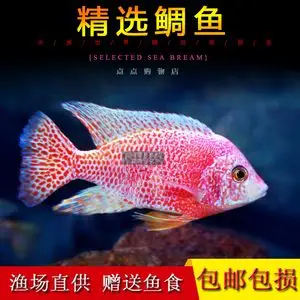 非洲凤凰鱼慈鲷