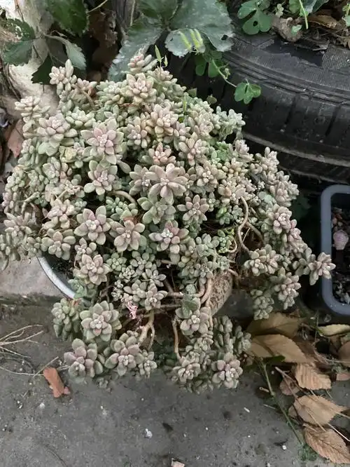 度夏过后的丸叶姬秋丽优秀