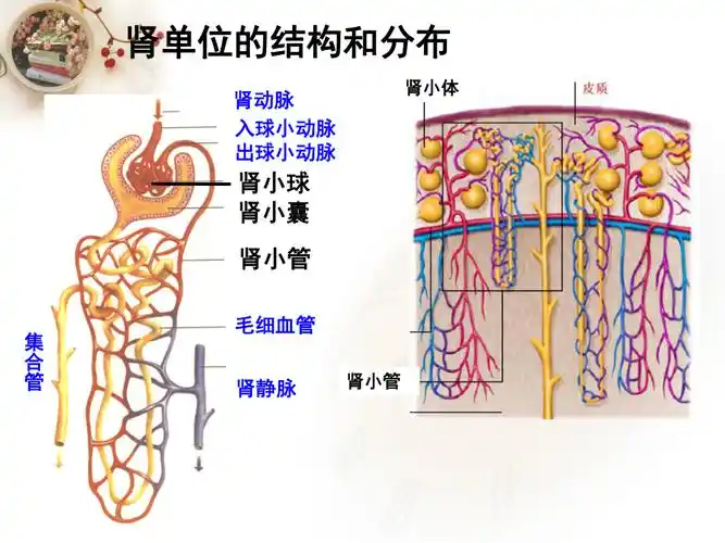 尿液在肾单位中形成