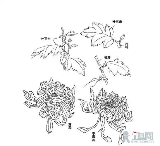 菊花结构解析:阳光下的菊花(9张)菊属有30余种,中国原产17种,主要有