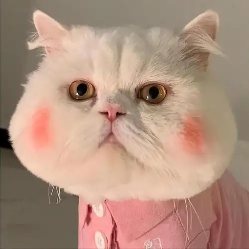 盘点几种治愈系猫咪,每个都可爱到爆炸!你是不是也被治愈了?