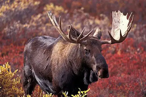 驼鹿图片_图片大全