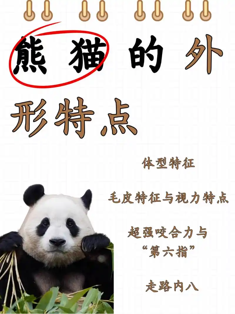 熊猫的外形特点  前段时间刚刚一家人去了秦岭动物园,看了国宝大熊猫