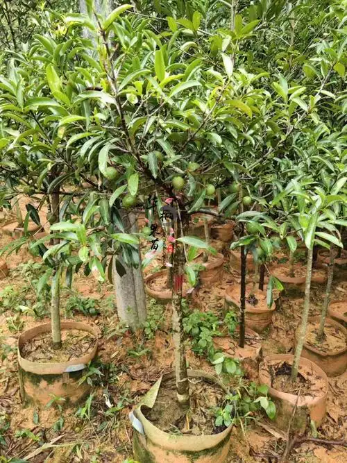 广西山竹苗岭南山竹苗泰国山竹果苗黄金山竹树苗粘芽子老蒙树岭南山竹