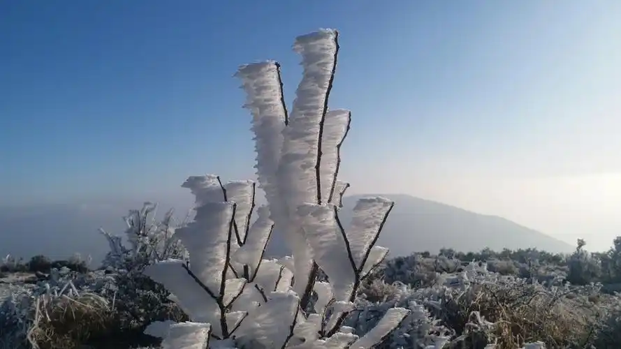 大美,大洋山雾凇再现
