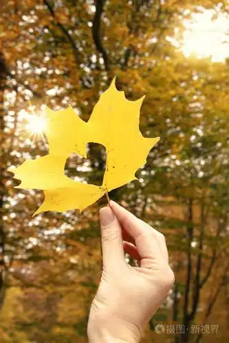 秋天的叶子在手心里的形式