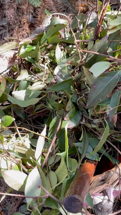 百年中医传承一一釆药五香血藤