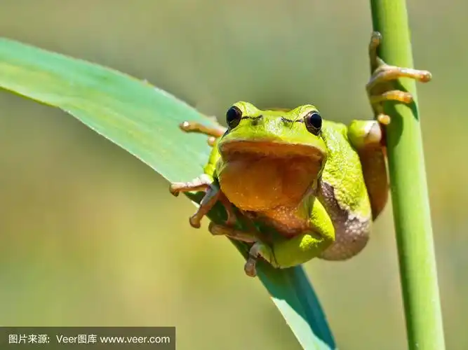 野生treefrog