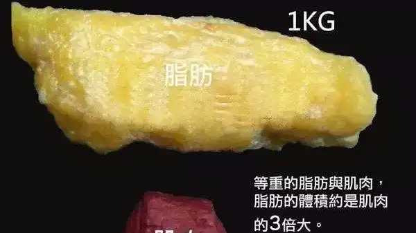 一公斤脂肪等于7700大卡,每天减少1000大卡,一周能瘦2斤?