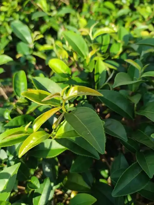 生态茶叶