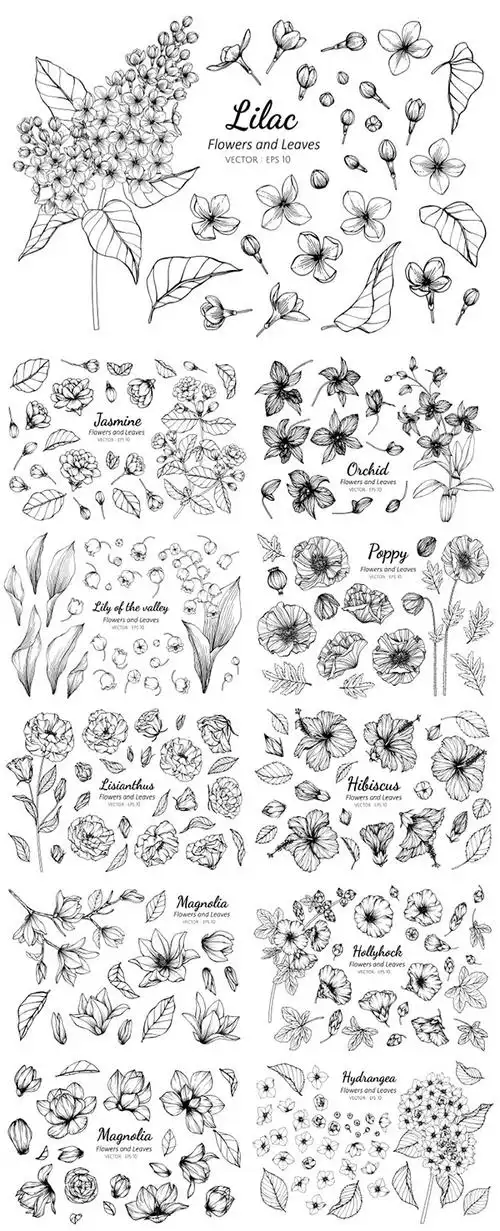 黑白线描花卉植物插画