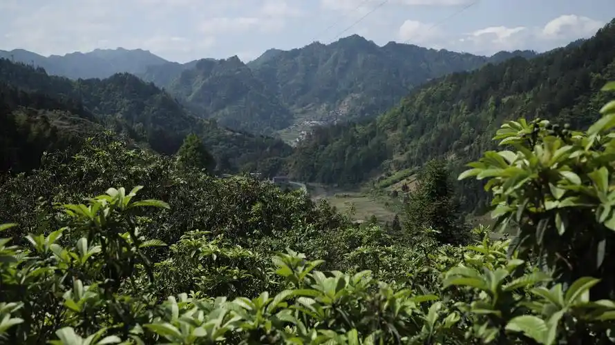 贵州三都3000亩枇杷即将成熟