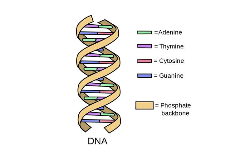 dna 分子结构示意图