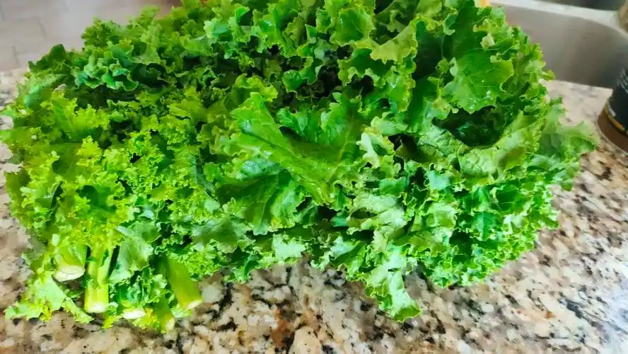 羽衣甘蓝哪些人不能吃