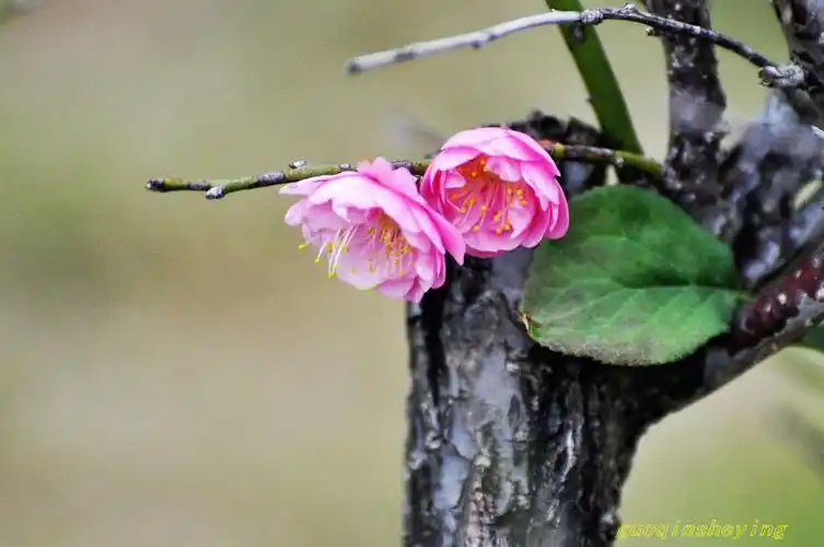 【2018梅花摄影图片】生态摄影_太平洋电脑网摄影部落
