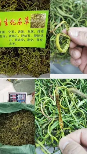 化石草批发天然肾茶肾草 500克/袋正品 全干货色泽绿口感回甘小叶