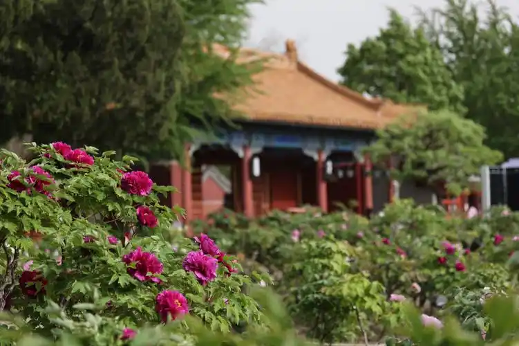 景山公园牡丹