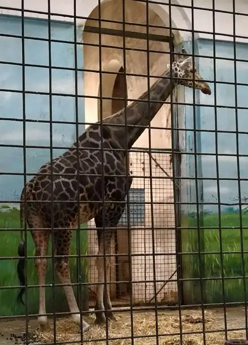 再游北京动物园