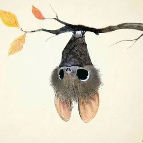 网上彩铅手绘蝙蝠