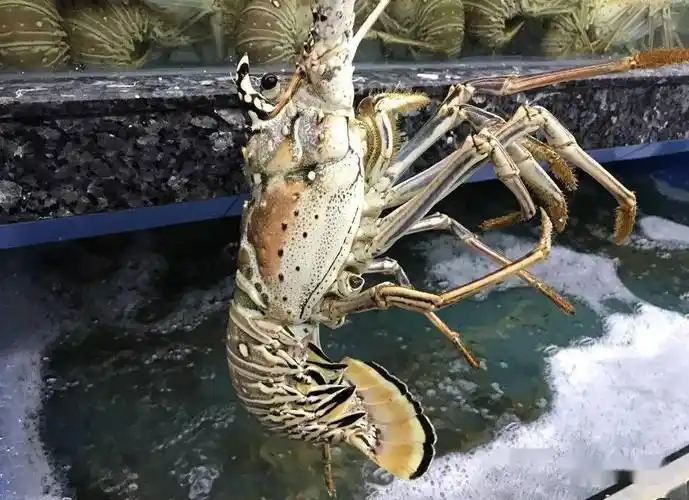 世界著名龙虾大全