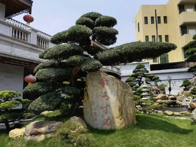 园林绿化公司:松树——城乡绿化的一道美丽风景