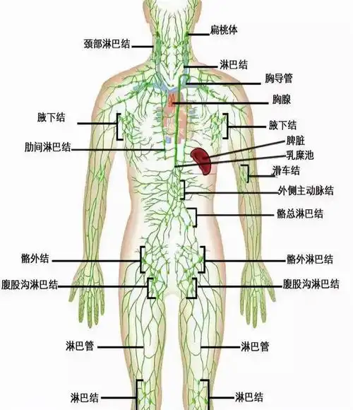 下颚淋巴结肿大怎么回事,孩子下颚淋巴结肿大怎么回事(哪些原因可以