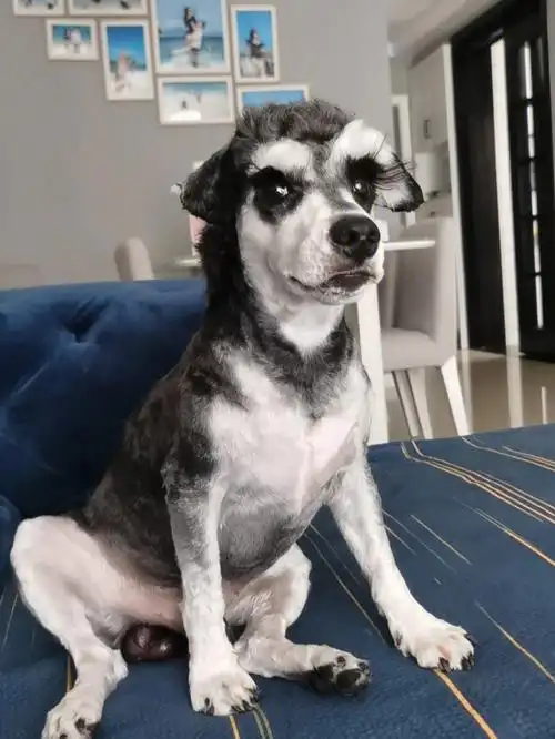 剃光光的雪纳瑞