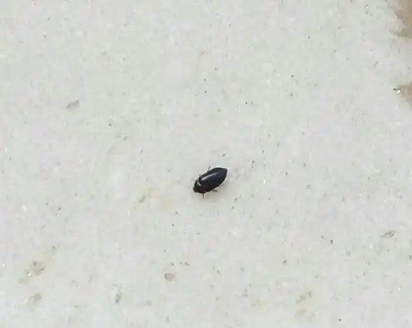 卫生间出现黑色小虫子怎么办?