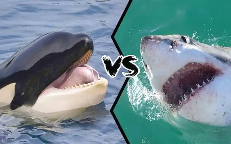大白鲨pk虎鲸,究竟谁才是海洋最凶猛的动物?