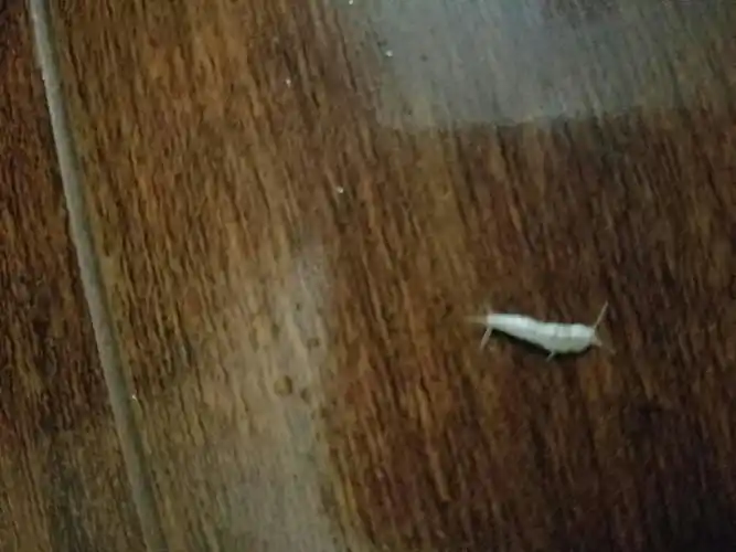 谁知道这是什么虫子?(白色的)_百度知道