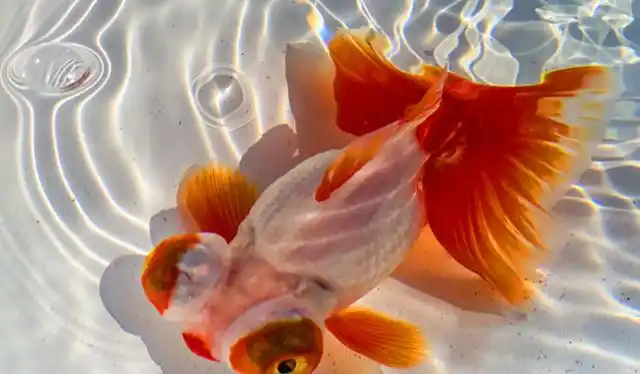 金鱼算得上是大家最熟悉的观赏鱼,但是同样是金鱼,其中的细分种类就有