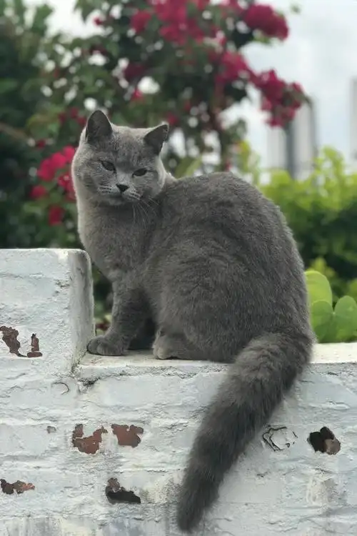 法国蓝猫,法国蓝猫图片,法国蓝猫图片