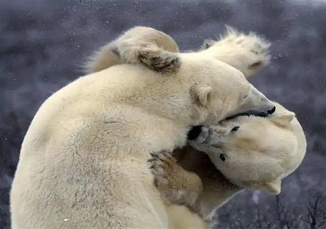 polar-bear-tussle