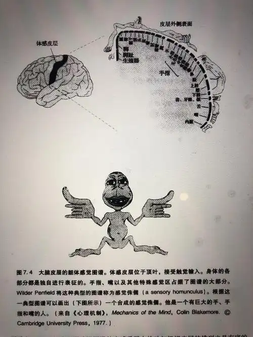 大脑皮层的躯体感觉图谱