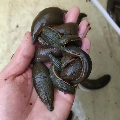 [菲牛蛭求购]广东省中山市姜晓静采购蚂蟥1000斤(暂无人报价) - 惠农