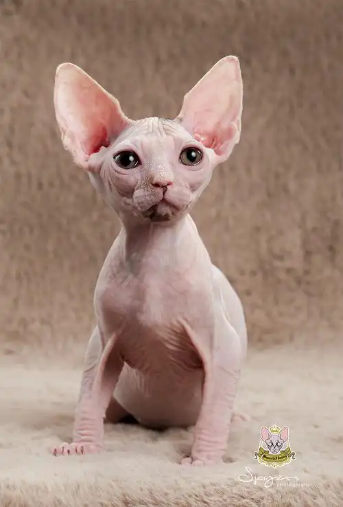 斯芬克斯无毛猫