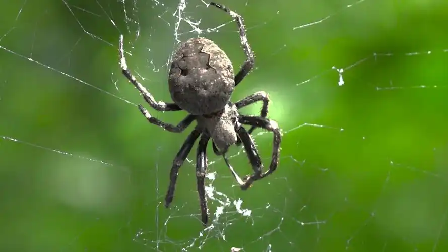 大腹园蛛_哔哩哔哩 (゜-゜)つロ 干杯~-bilibili