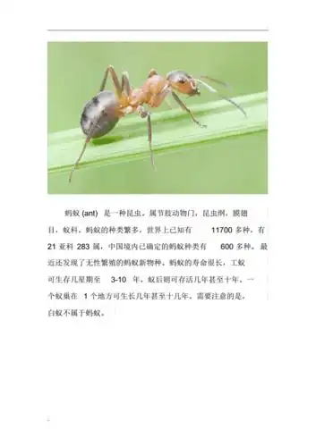 昆虫图片及介绍pdf1页