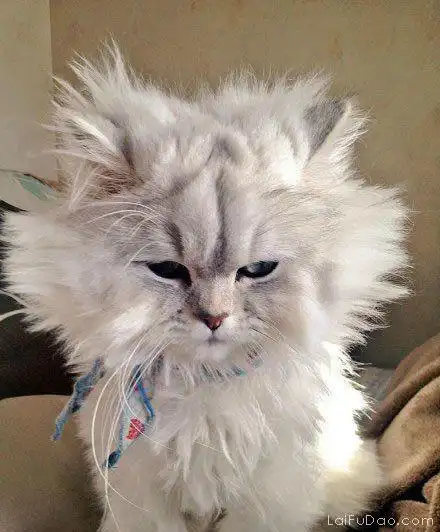 你这是炸毛了吗?