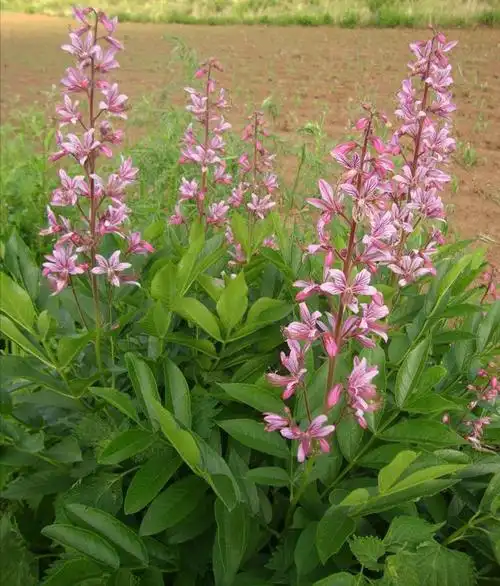 每日中药——白鲜皮