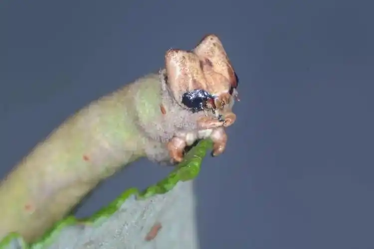 还记得初中生物课本上的桦尺蠖吗?它的幼虫靠皮肤来"看"世界