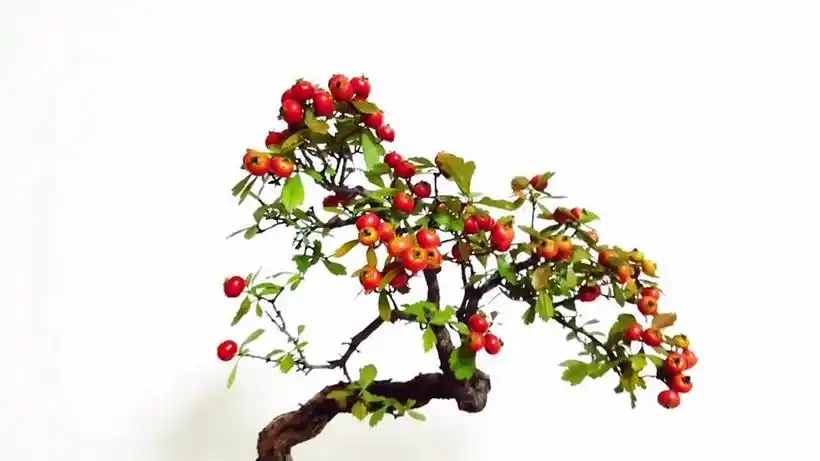 红如玛瑙石一样的优美山里红盆景,另外两盆是什么呢?