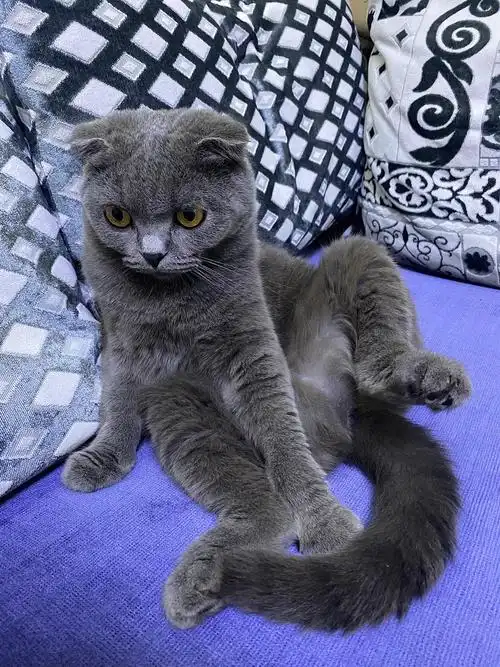 我们家两岁的英短折耳小蓝猫